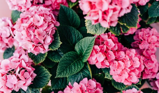 Monthly Publication of the Evidence-Based Professionals Society