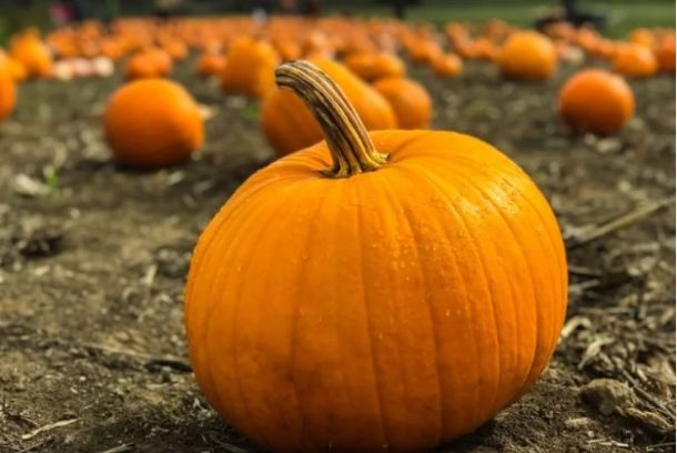 Pumpkins Galore