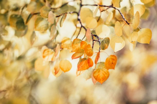 September Foliage